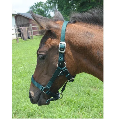 Cushion Web Foal Halter