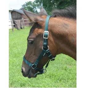 Cushion Web Foal Halter